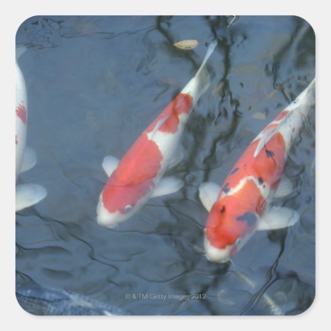 Koi carp in pond, high angle view square sticker (Front)