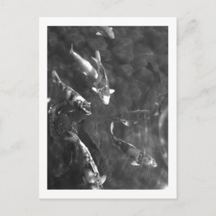 Koi Carp: Japan Postcard