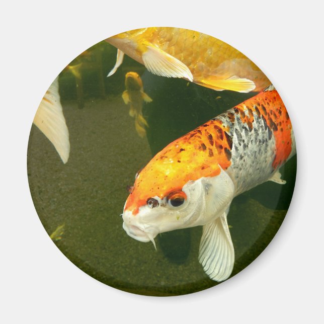 Koi Carp Magnet (Front)