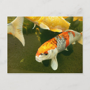 Koi Carp Postcard