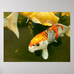 Koi Carp Poster
