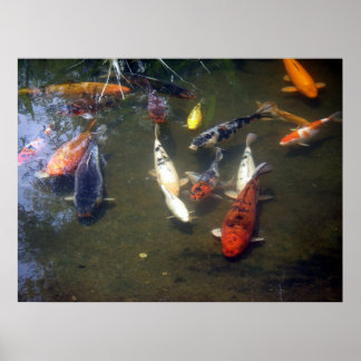 Koi Carp Poster