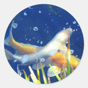 koi carp sticker