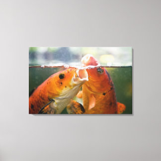 Koi carps canvas print