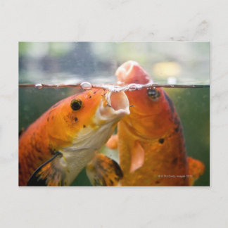 Koi carps postcard