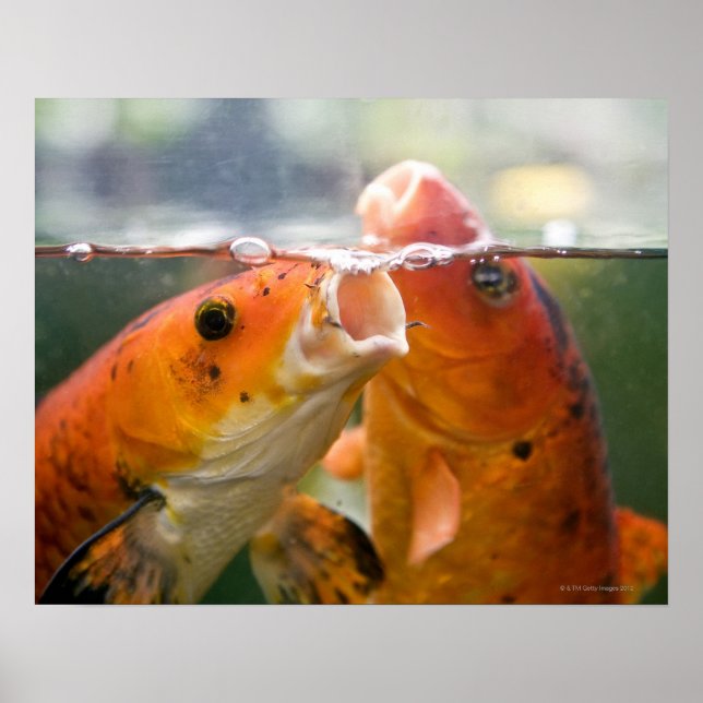 Koi carps poster (Front)