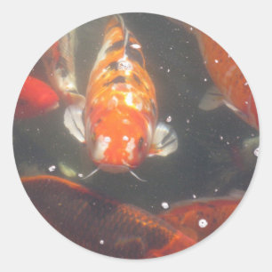 Koi Fish glide among the still green  waters Classic Round Sticker