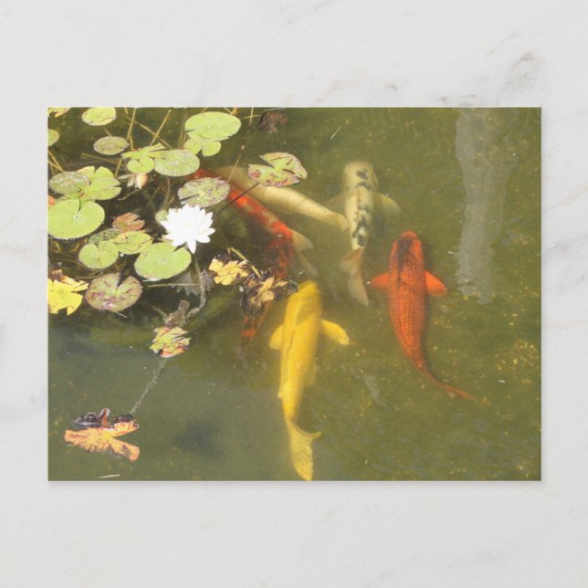 Koi Fish in a Lily pond Postcard (Front)