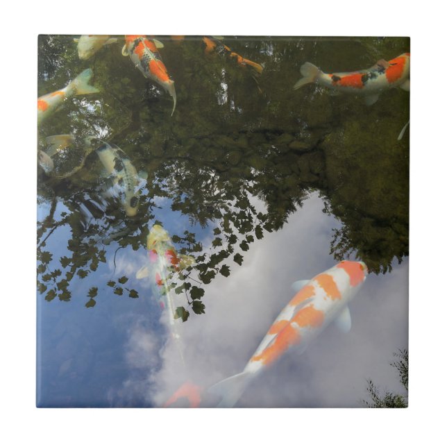 Koi Fish in garden pond with water reflection Tile (Front)