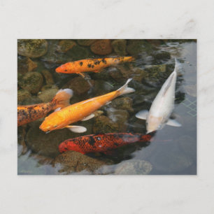 Koi Fish In Pond Photograph Postcard