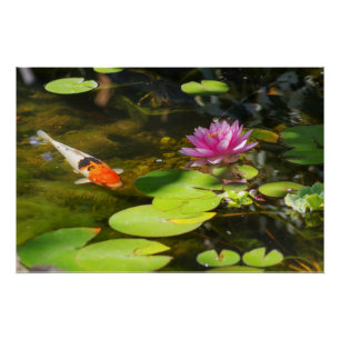 Koi Fish in the Water Lily Pond Poster