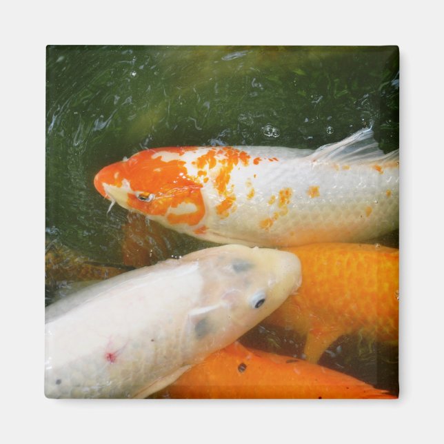 Koi Fish Magnet (Front)