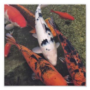 Koi Fish Photo Print