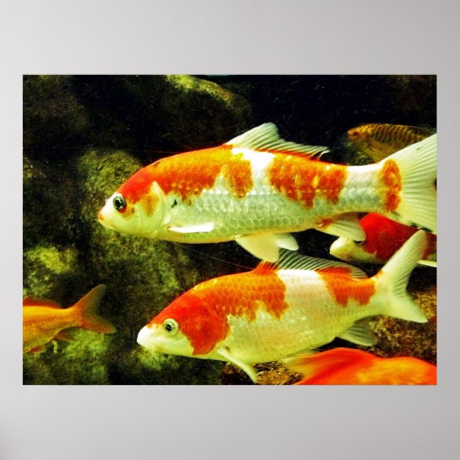 koi Fish Poster (Front)