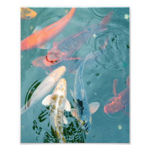 Koi Fish Swimming in Pond Photo Print