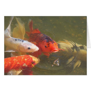 Koi fish v.1