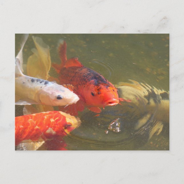 Koi fish v.1 postcard (Front)