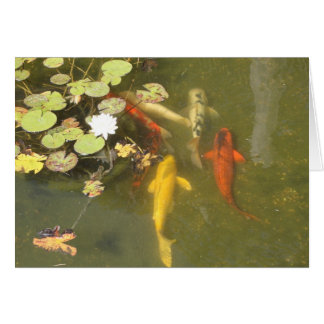 Koi fish with Lily in a Pond
