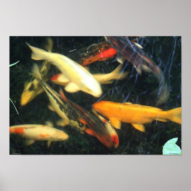 Koi Impressions Poster (Front)