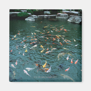 Koi in a Pond Magnet