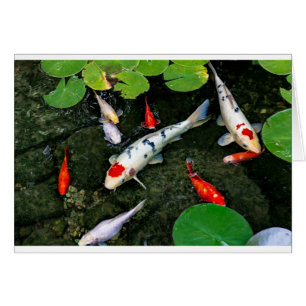 Koi Pond