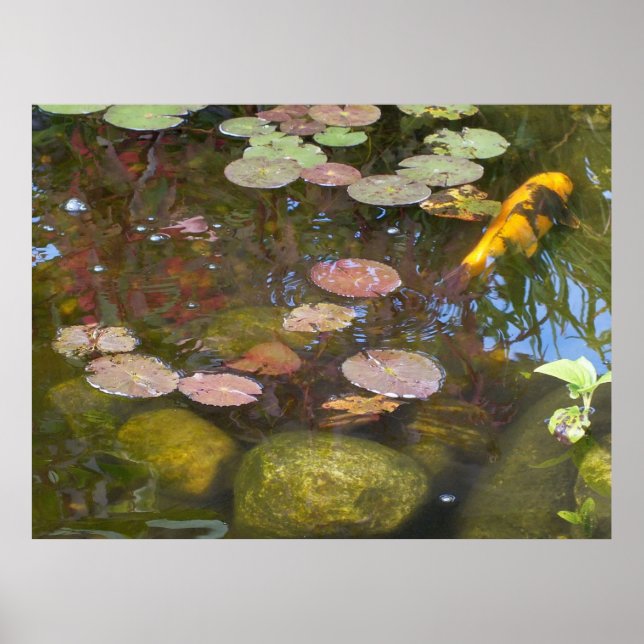 Koi Pond Poster (Front)