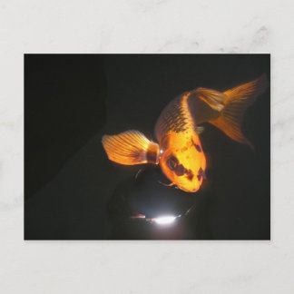 Koi Post Card Not Cropped