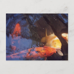 Koi Postcard