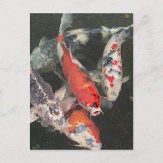 Koi Postcard