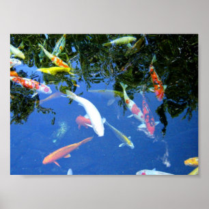 Koi Poster