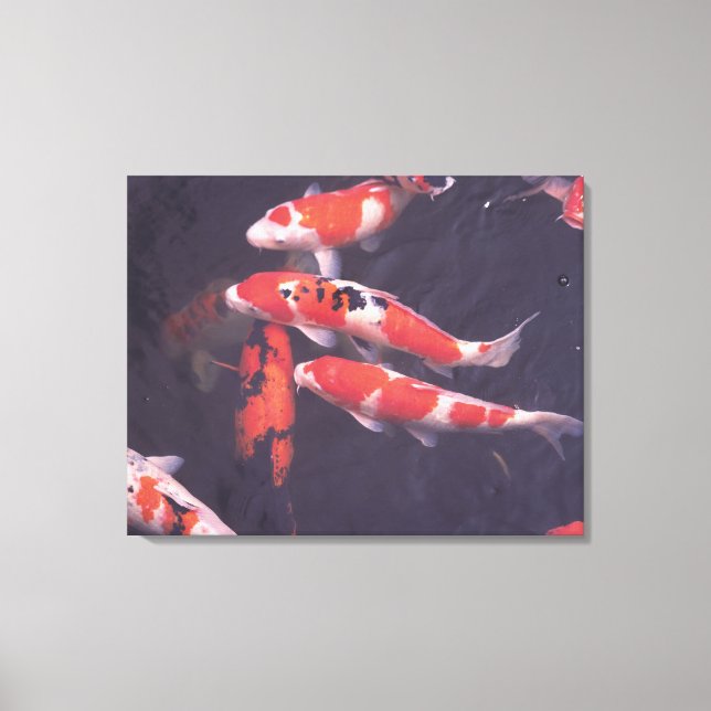Koi swimming in pool canvas print (Front)