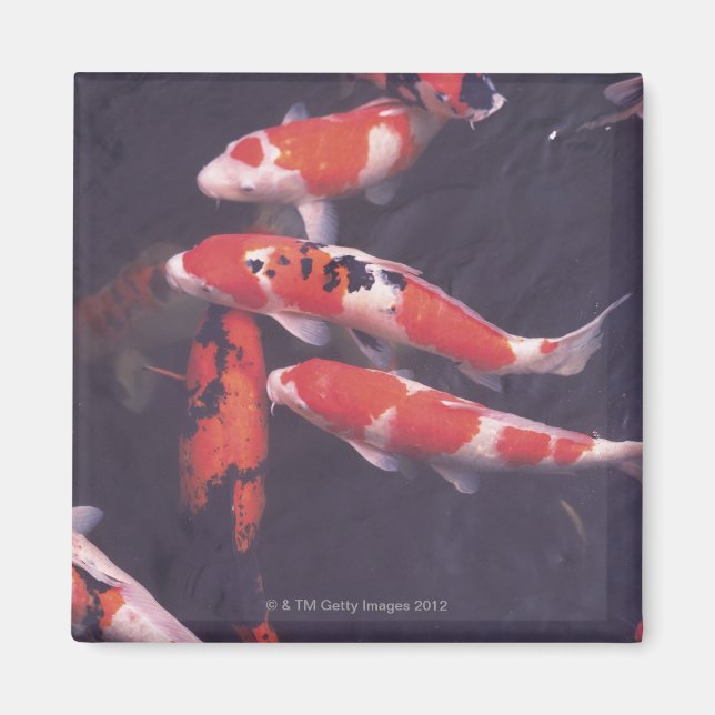 Koi swimming in pool magnet (Front)
