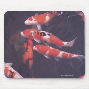 Koi swimming in pool mouse pad