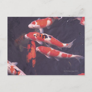 Koi swimming in pool postcard