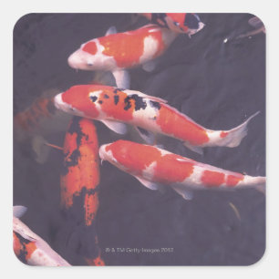 Koi swimming in pool square sticker
