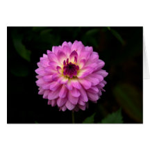 Koinonia   "Fellowship On The Path"