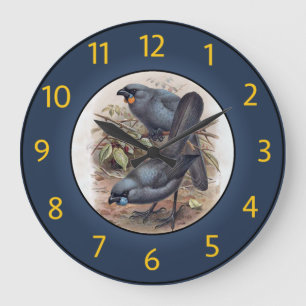 Kōkako Callaeas Wilsoni, Kōkako Callaeas Cinereus~ Large Clock