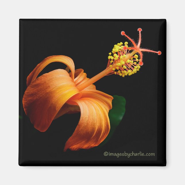 Kokio Native Hawaiian Hibiscus Flower Magnet (Front)