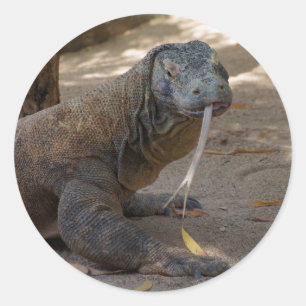 Komodo Dragon Licking Classic Round Sticker