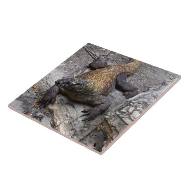Komodo Dragon on Warm Rocks Tile (Side)