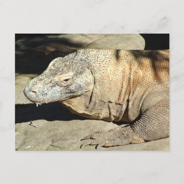 Komodo Dragon Postcard (Front)