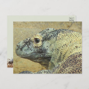 Komodo Dragon Postcard