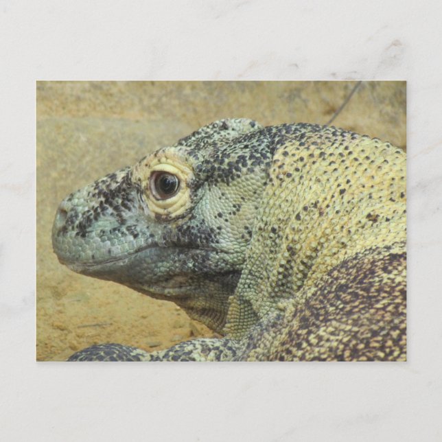Komodo Dragon Postcard (Front)