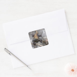Komodo Dragon Rocky Close-Up Square Sticker