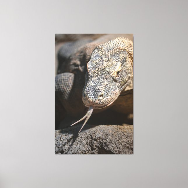 Komodo Dragon Sticking Out His Tongue Canvas Print (Front)