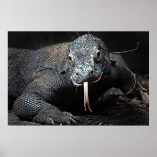 komodo dragon tongue out drooling poster
