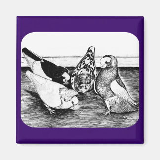 Komorner Tumbler Pigeon Quartet Magnet