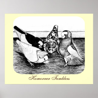 Komorner Tumbler Pigeon Quartet Poster