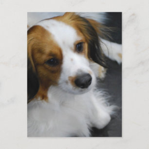 Kooikerhondje Dog Postcard