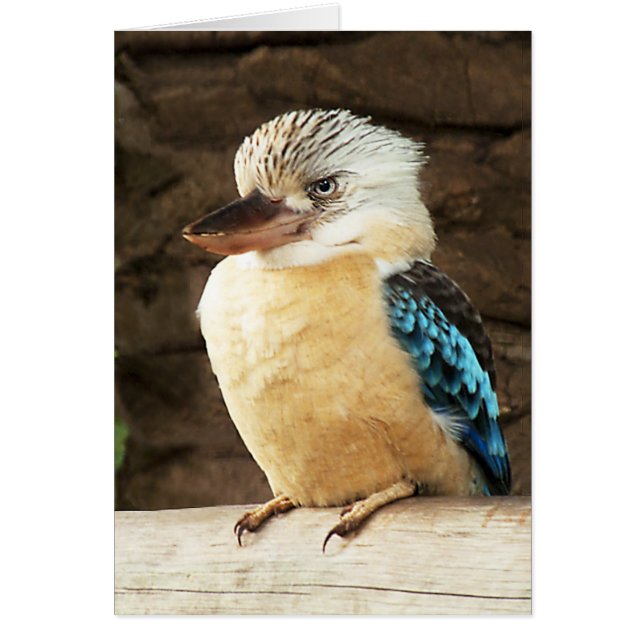 Kookaburra (Front)
